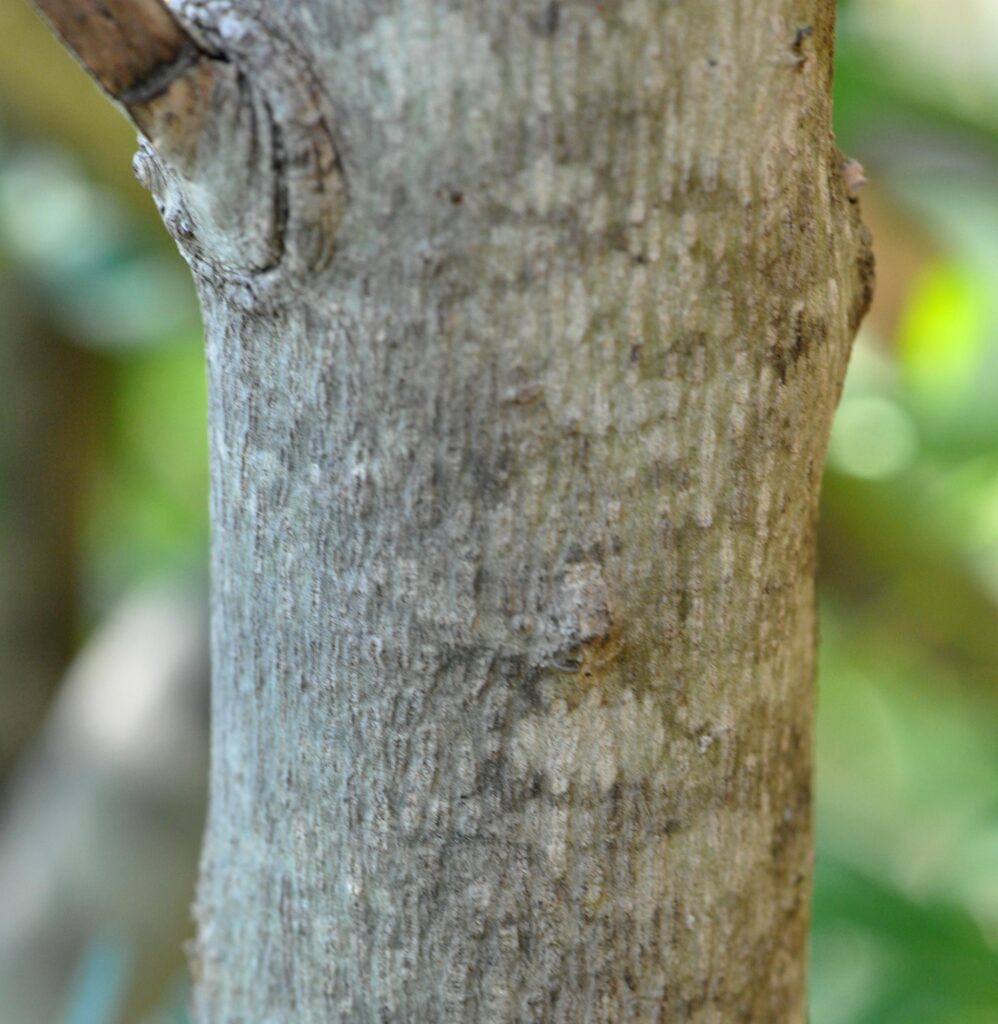 Lowveld Botanical Gardens | Tree SA