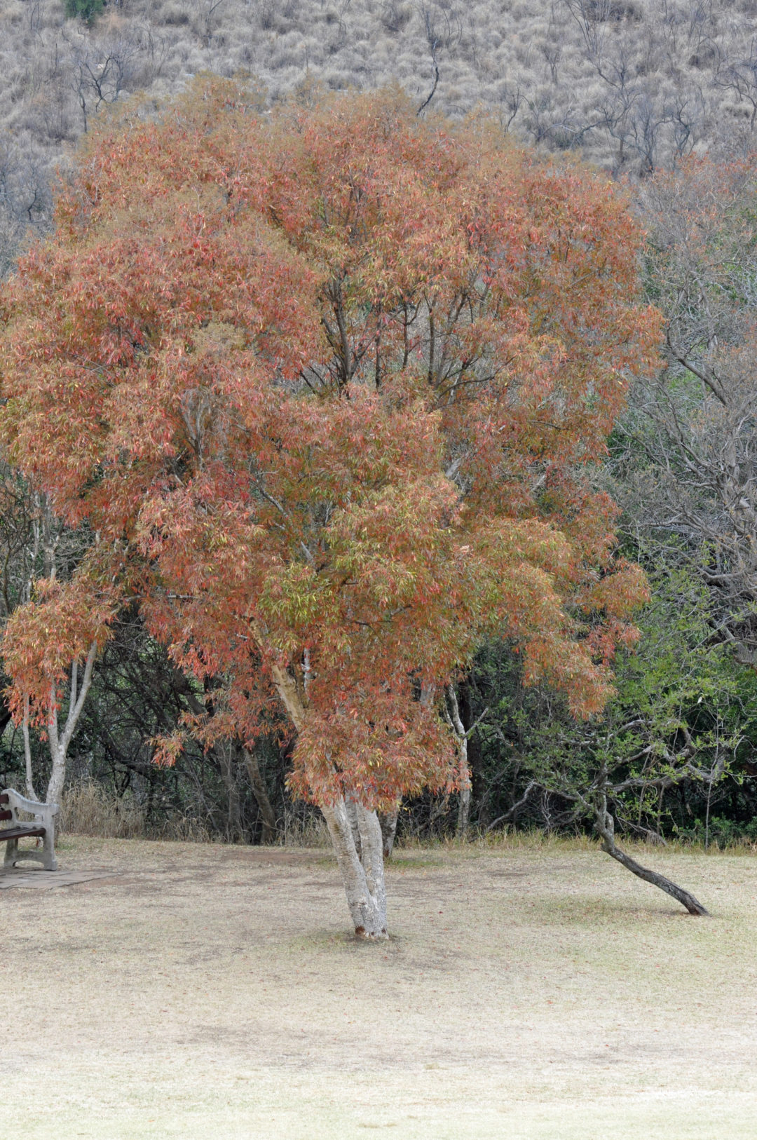 heteropyxis-natalensis-tree-sa