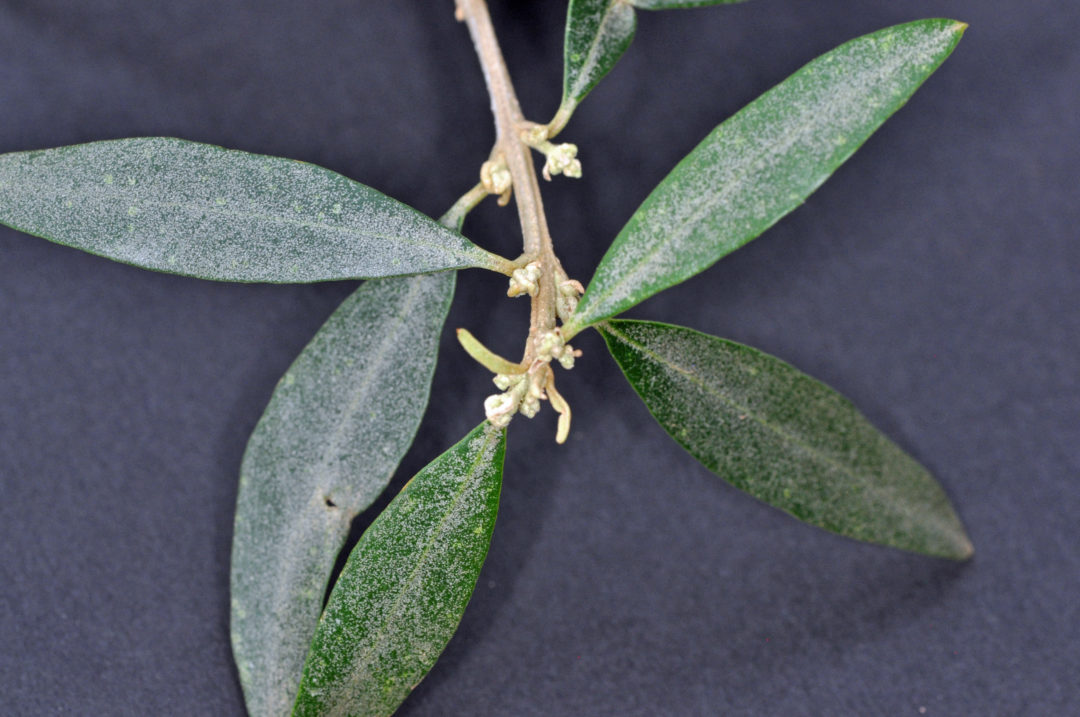 Olea europaea subsp. africana | Tree SA