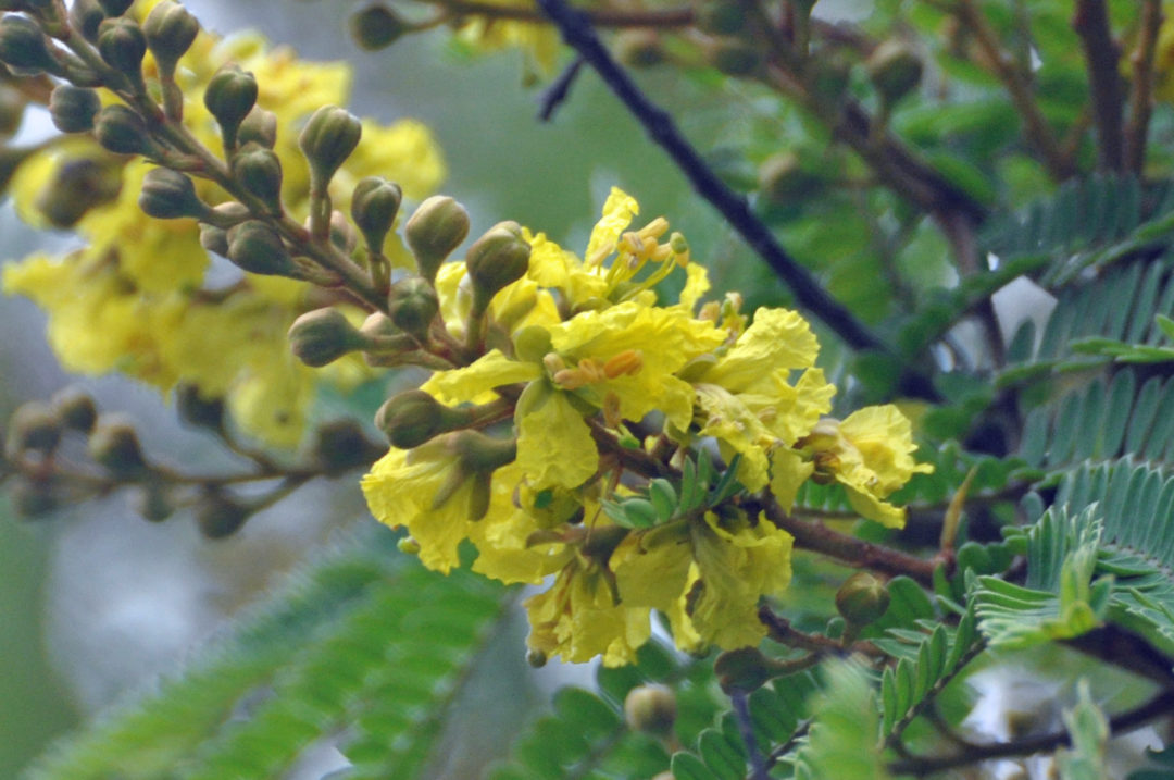 Peltophorum africanum | Tree SA