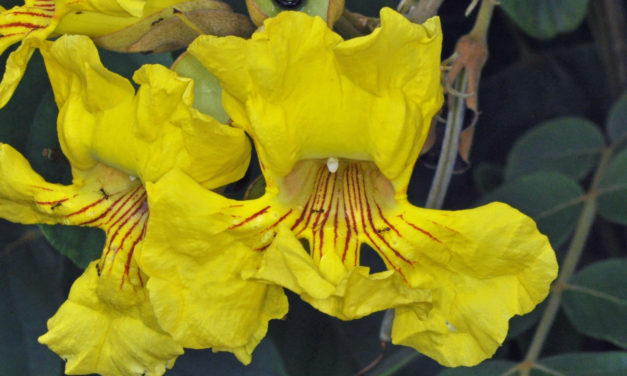 Markhamia obtusifolia