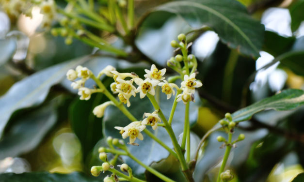 Ocotea kenyensis