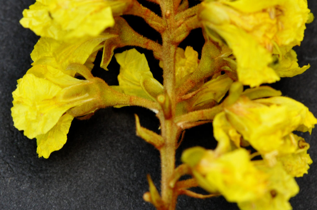 Peltophorum africanum | Tree SA