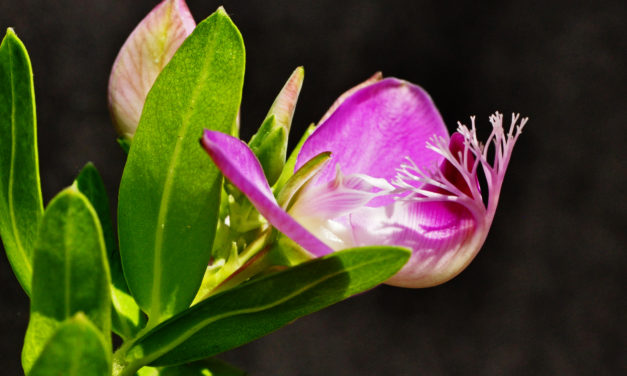 Polygala myrtifolia
