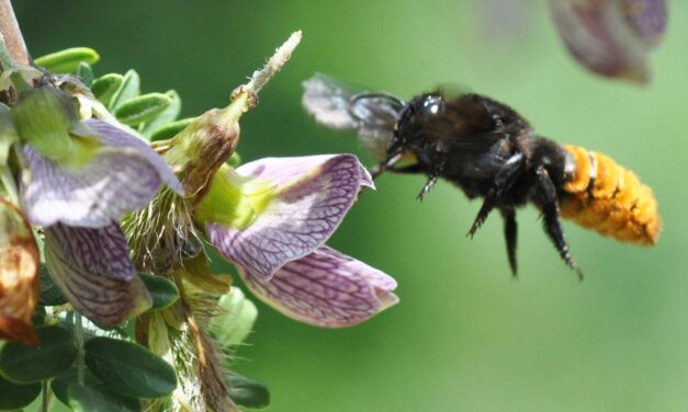 Ormocarpum trichocarpum