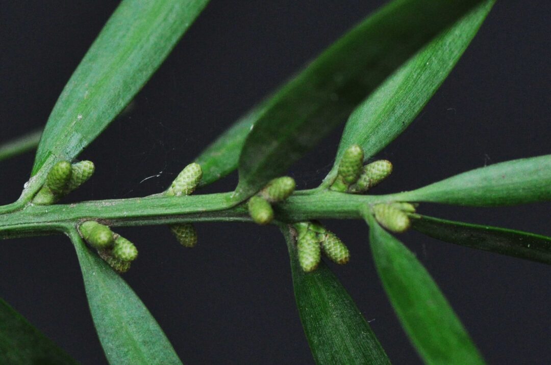 Podocarpus falcatus | Tree SA