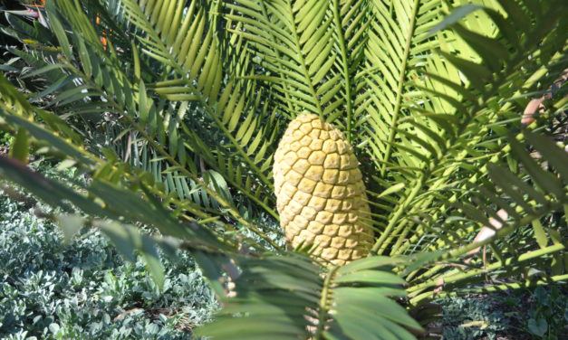 Encephalartos senticosus