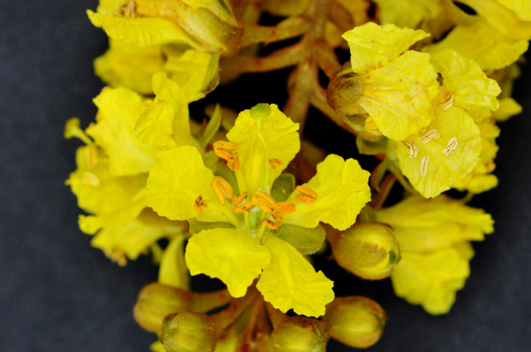 Peltophorum africanum | Tree SA