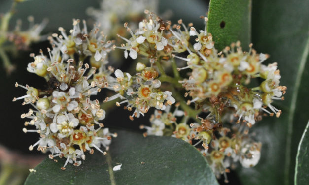 Heteropyxis natalensis