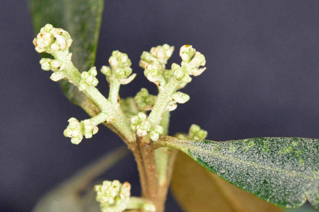 Olea europaea subsp. africana | Tree SA