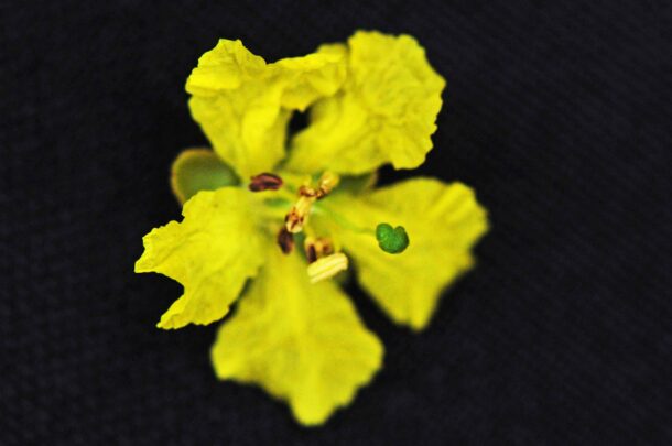 Peltophorum africanum | Tree SA