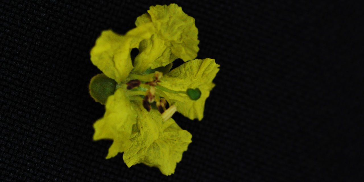 Peltophorum africanum | Tree SA
