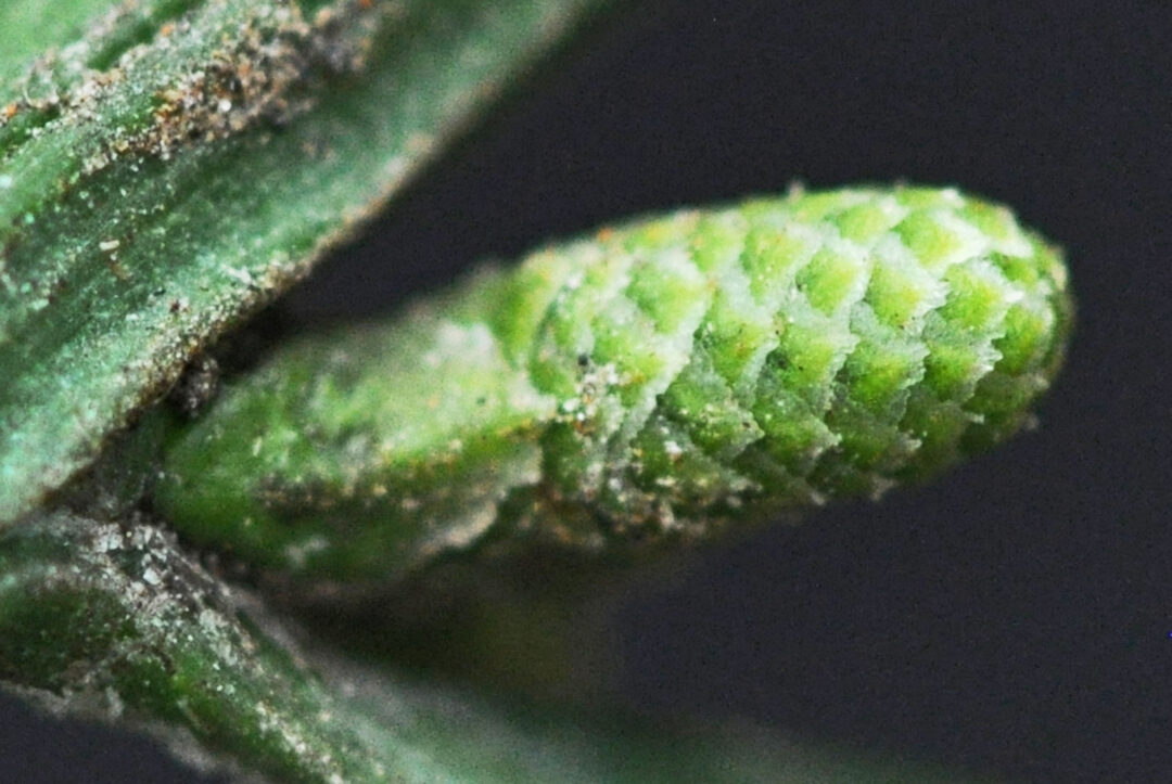 Podocarpus falcatus | Tree SA
