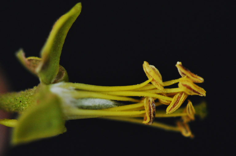 Peltophorum africanum | Tree SA