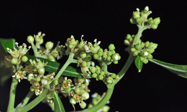 Heteropyxis canescens