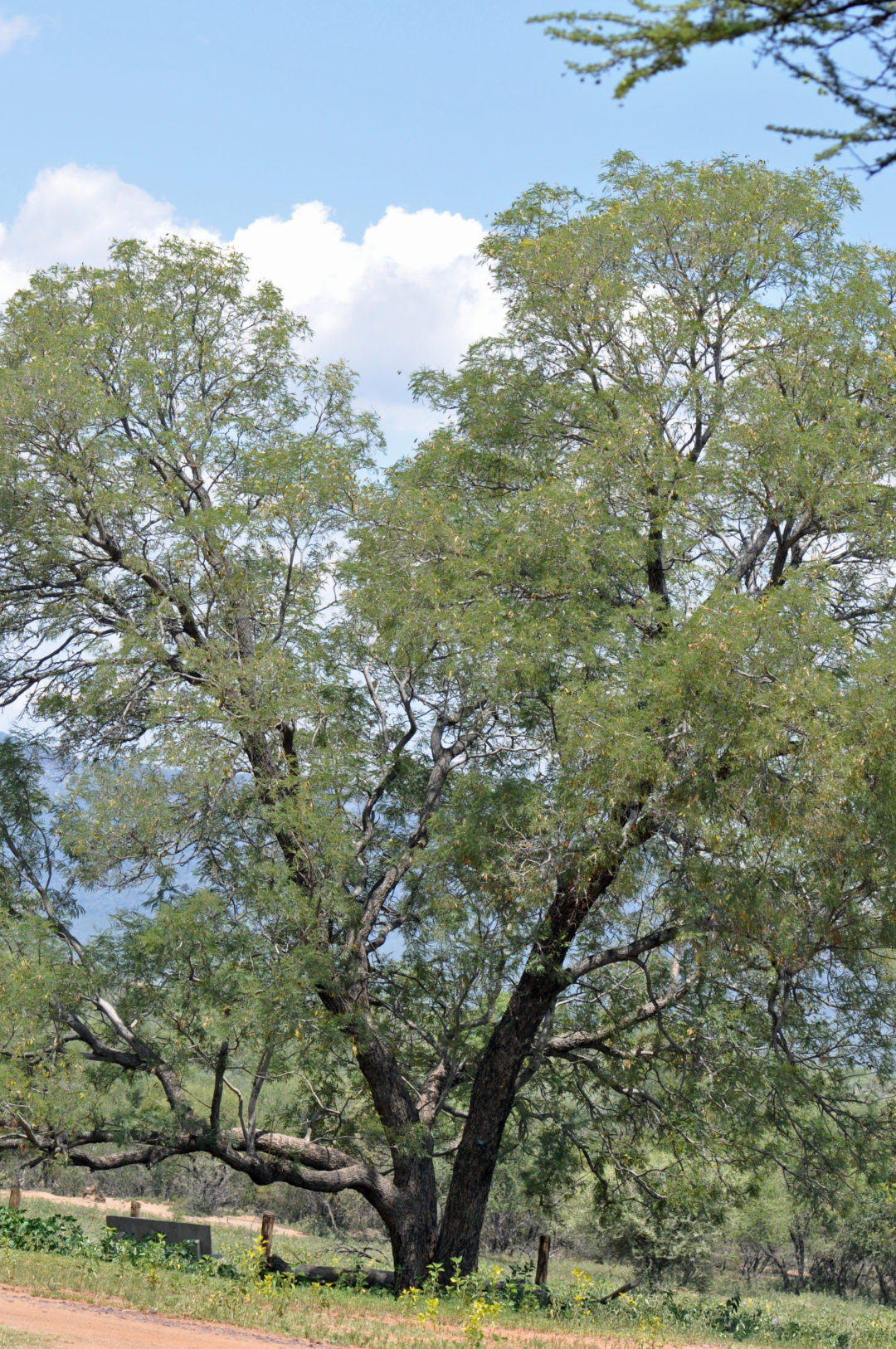 Peltophorum africanum | Tree SA