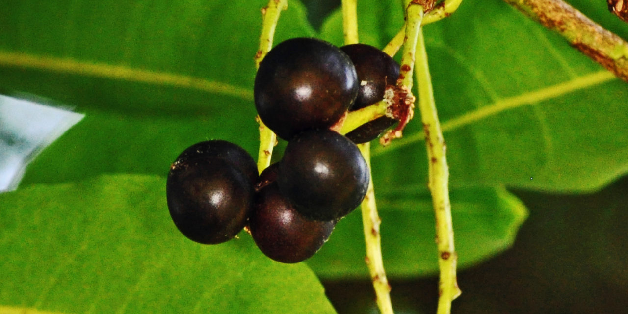 Prunus africana