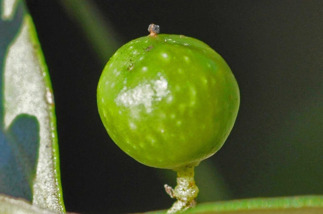Olea europaea subsp. africana | Tree SA