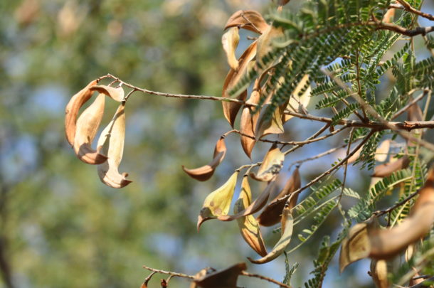 Peltophorum africanum | Tree SA