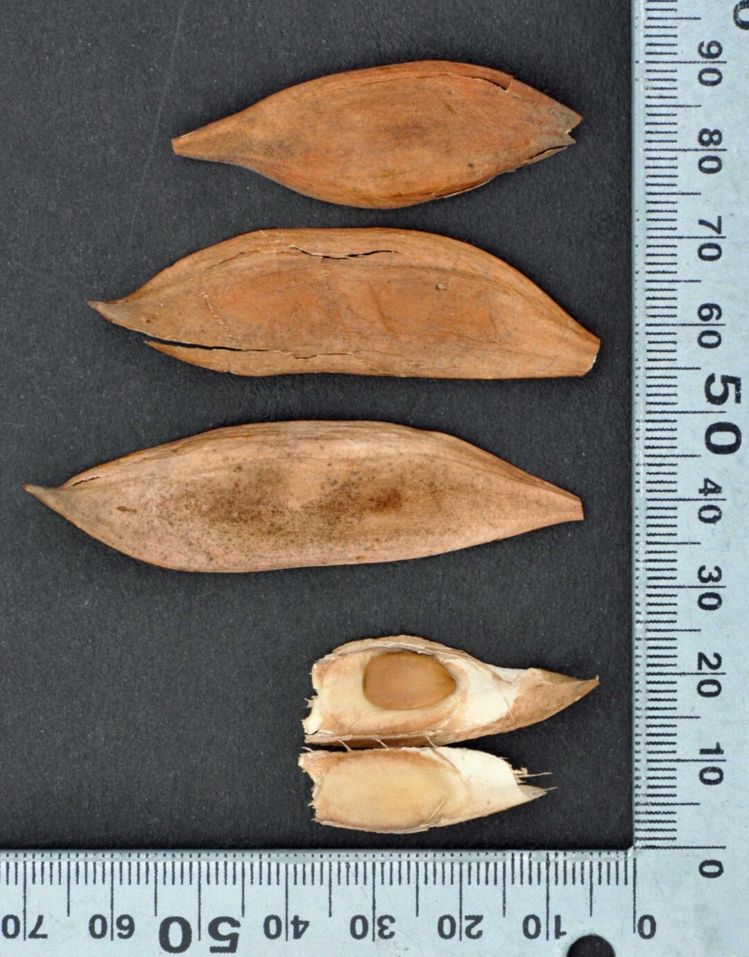 Peltophorum africanum | Tree SA