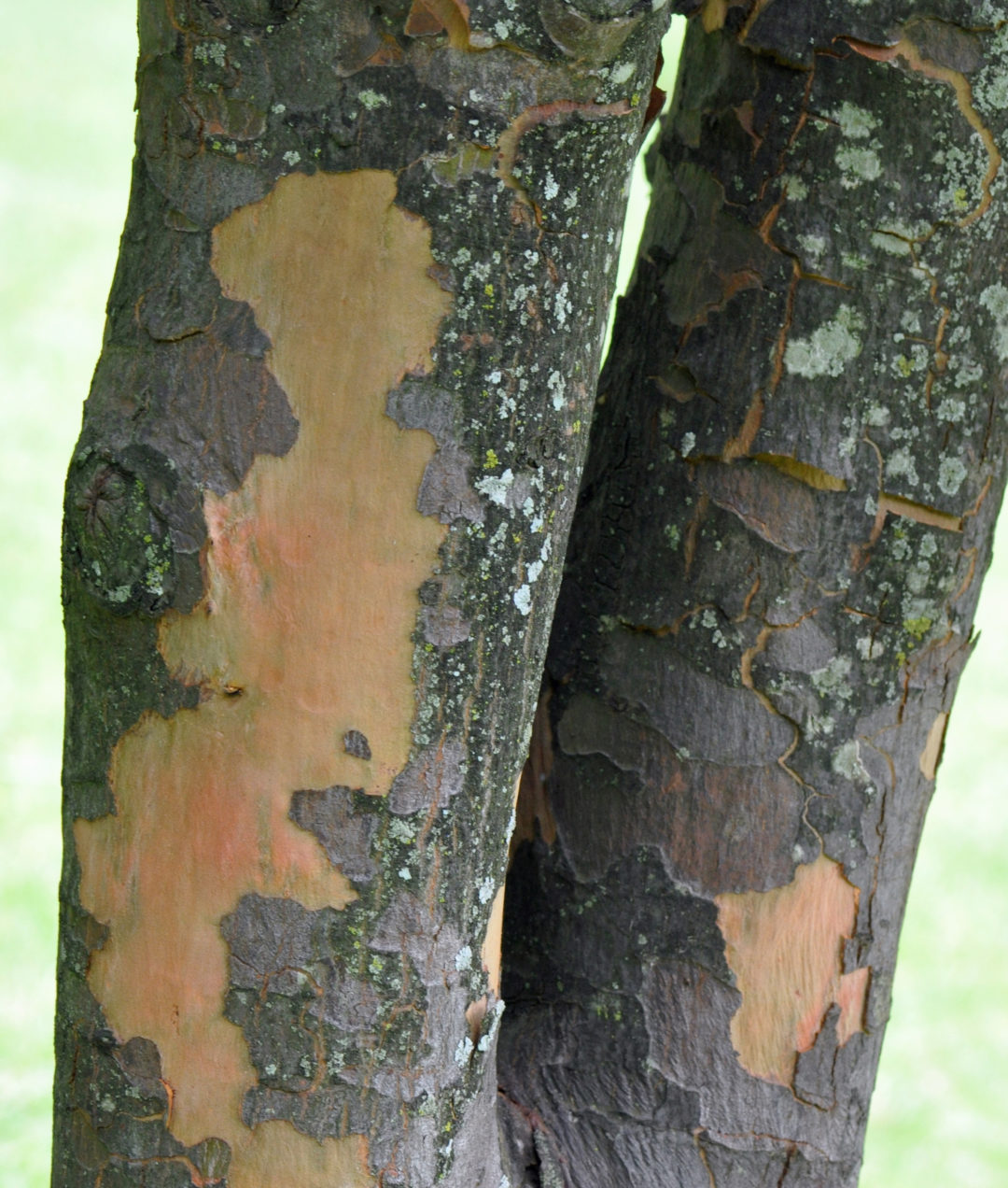Podocarpus falcatus | Tree SA