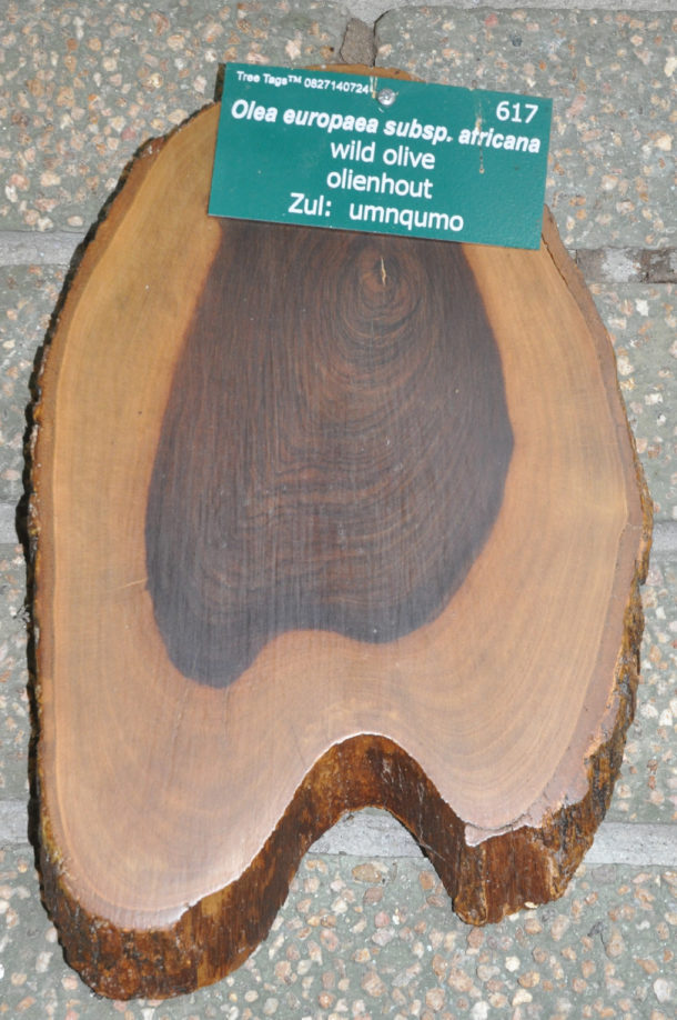 Olea europaea subsp. africana | Tree SA