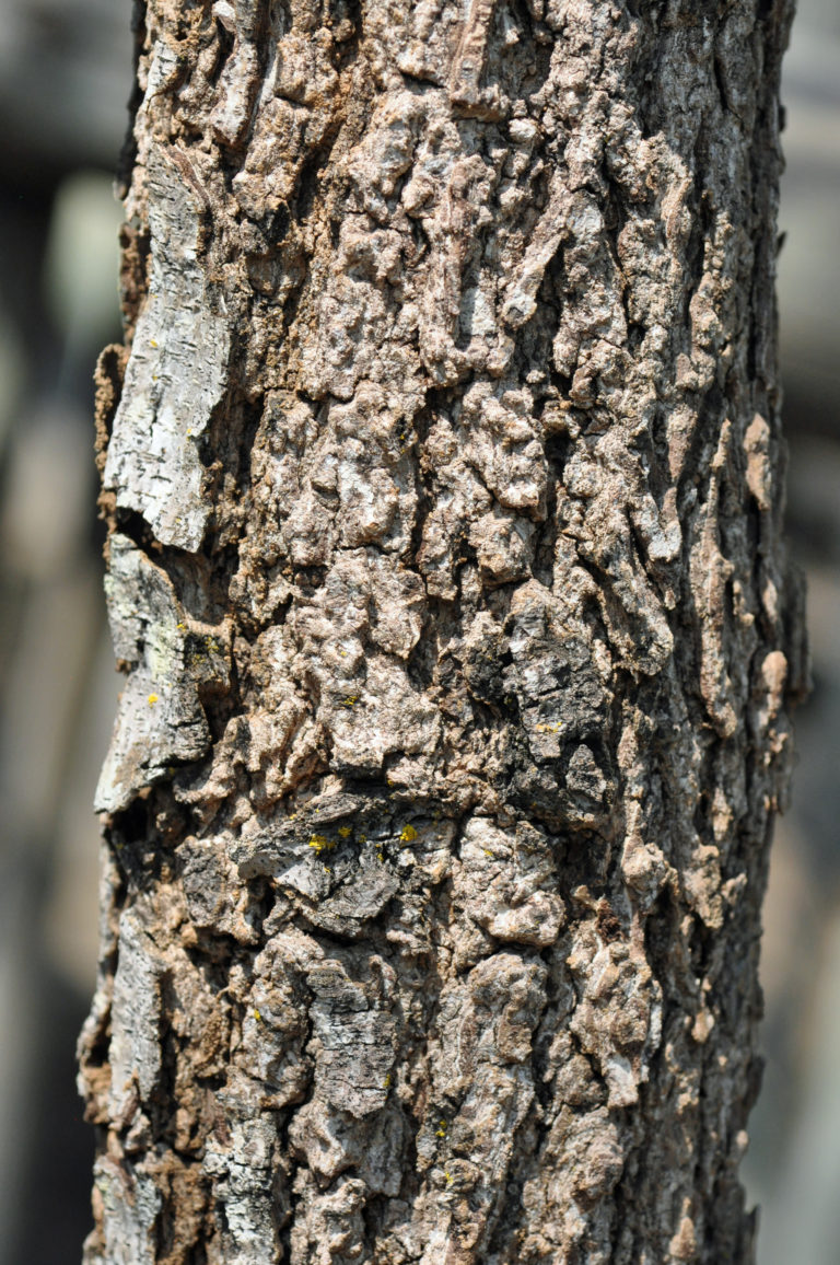 Peltophorum africanum | Tree SA