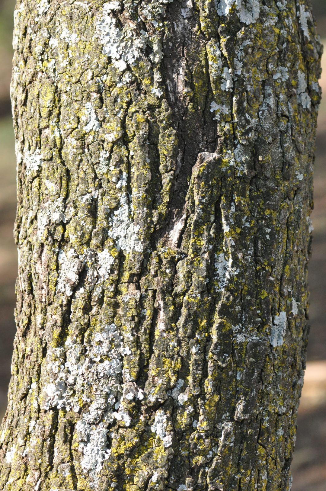 Peltophorum africanum | Tree SA