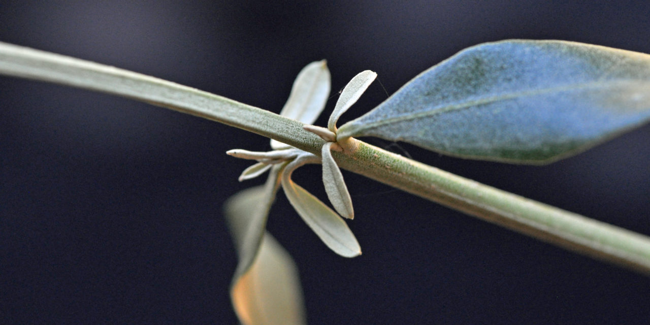 Olea europaea subsp. africana