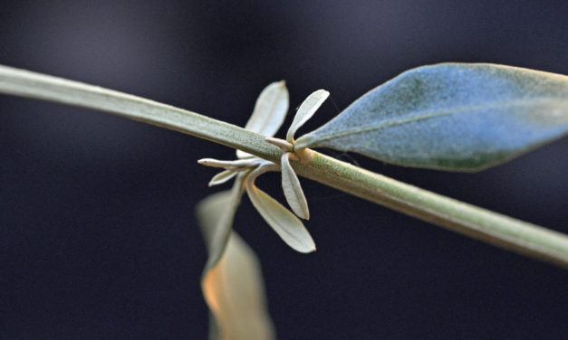 Olea europaea subsp. africana