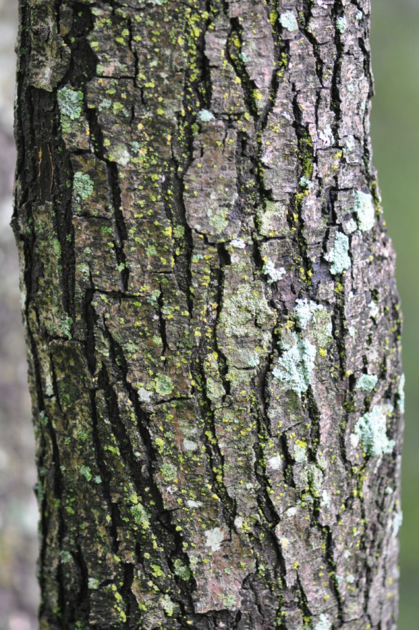 Peltophorum africanum | Tree SA