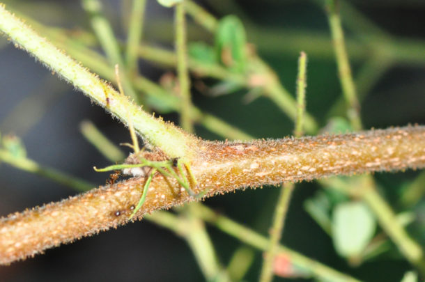 Peltophorum africanum | Tree SA