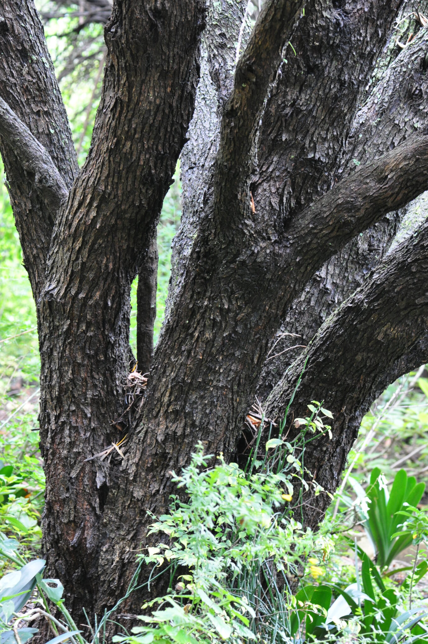Olea europaea subsp. africana | Tree SA