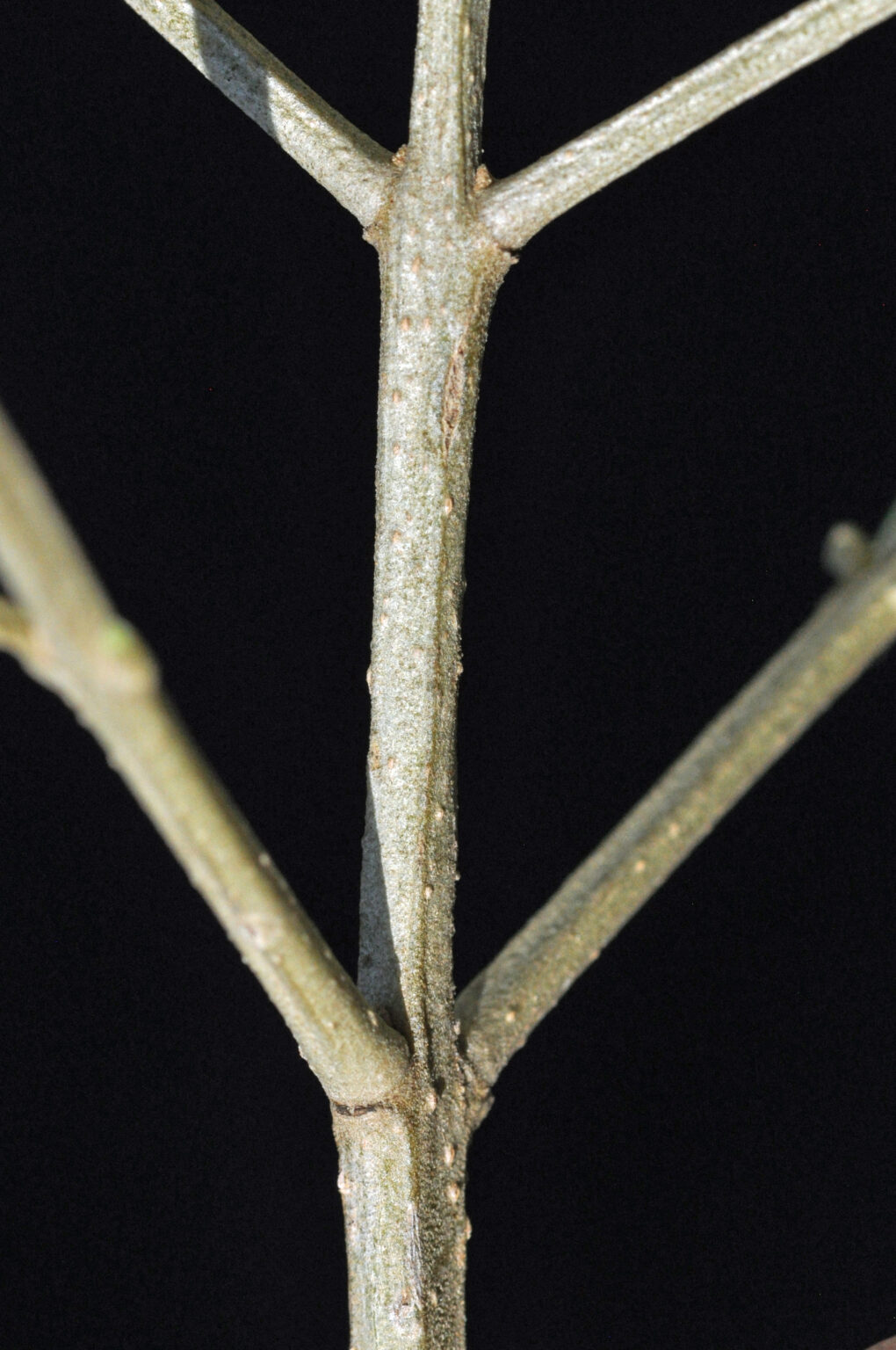 Olea europaea subsp. africana | Tree SA