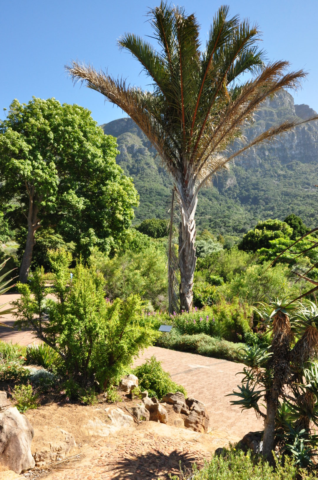 Where Is Raphia Raphia australis | Tree SA