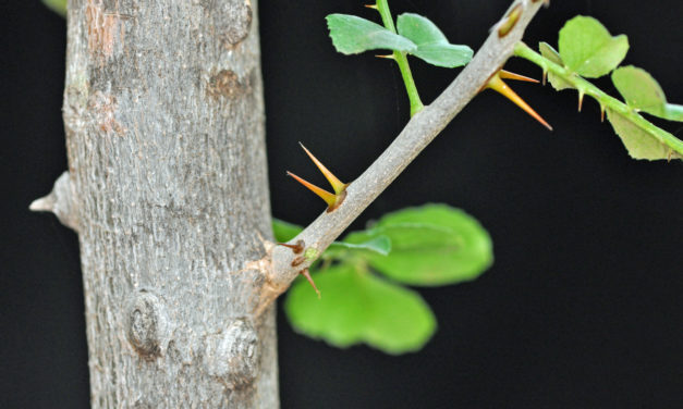 Zanthoxylum capense