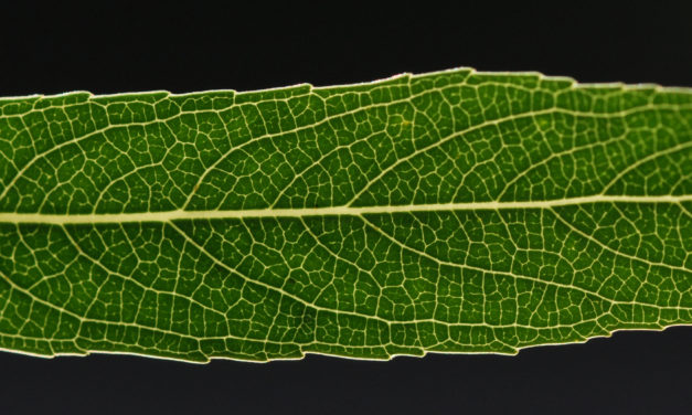 Salix mucronata subsp. mucronata