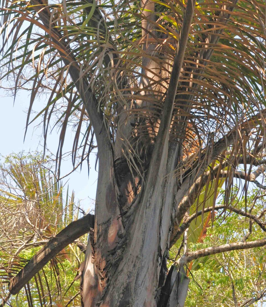 Where Is Raphia Raphia australis | Tree SA
