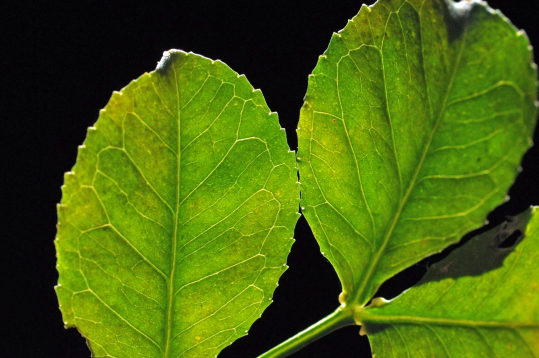 Zanthoxylum capense | Tree SA