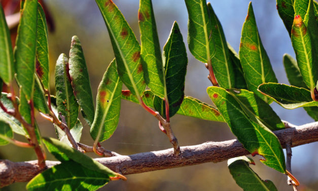 Spirostachys africana