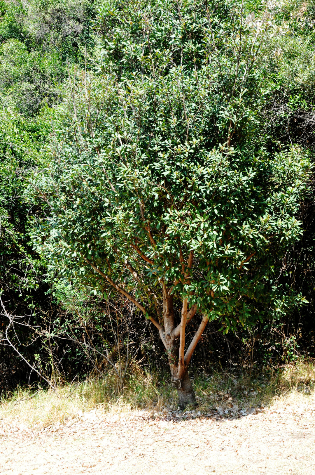 Rapanea Melanophloeos Tree Sa