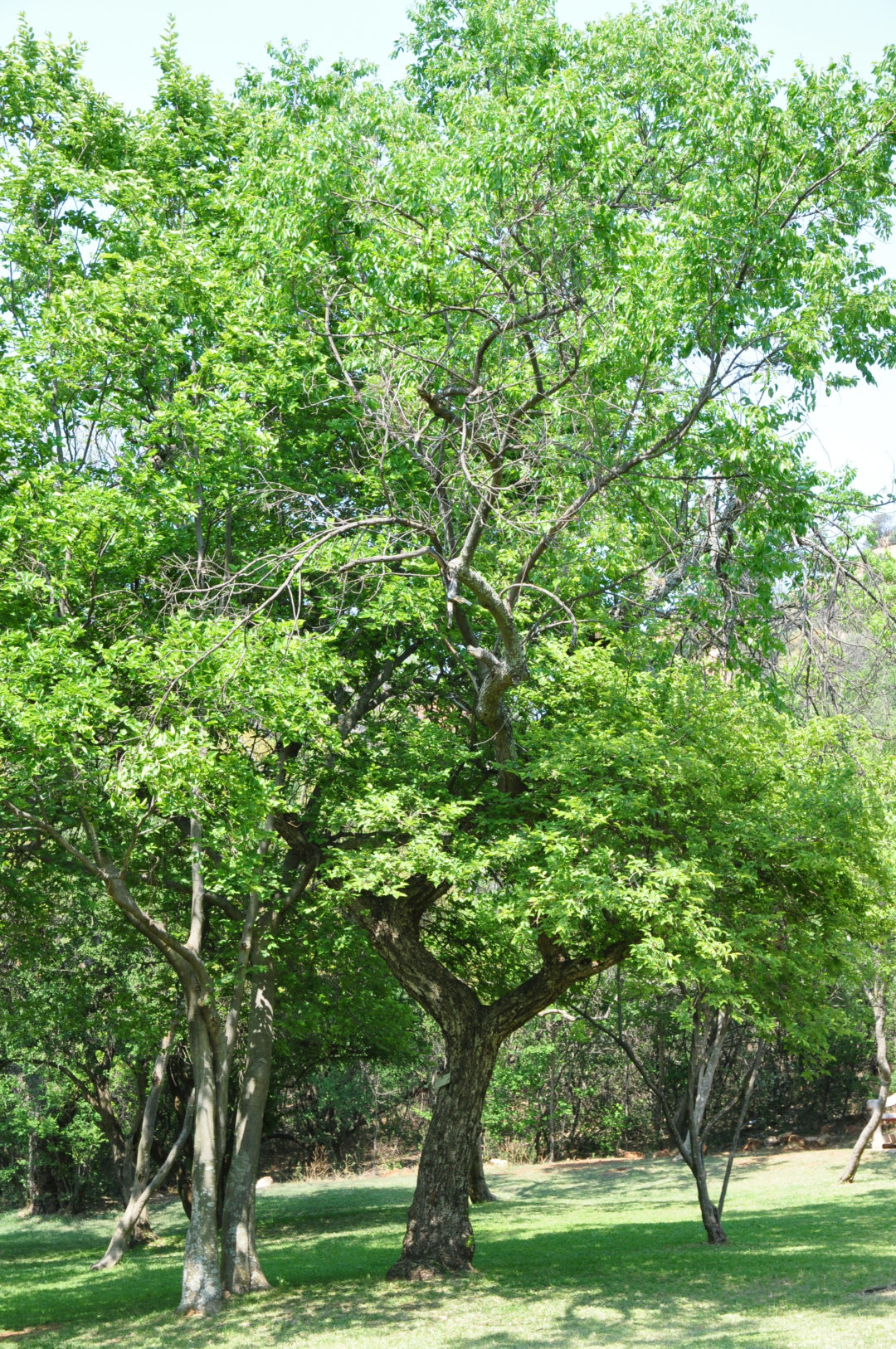 Ziziphus Mucronata Subsp Mucronata Tree SA Ziziphus Mucronata Subsp Mucronata Tree SA