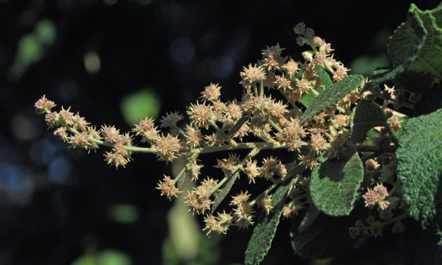 Tarchonanthus trilobus