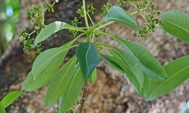 Rauvolfia caffra