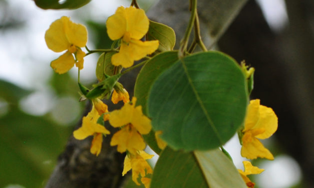 Pterocarpus rotundifolius