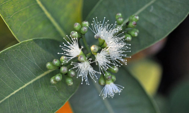 Syzygium cordatum