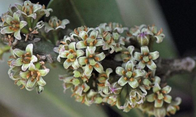 Rapanea melanophloeos