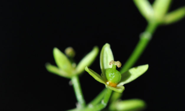 Ptaeroxylon obliquum