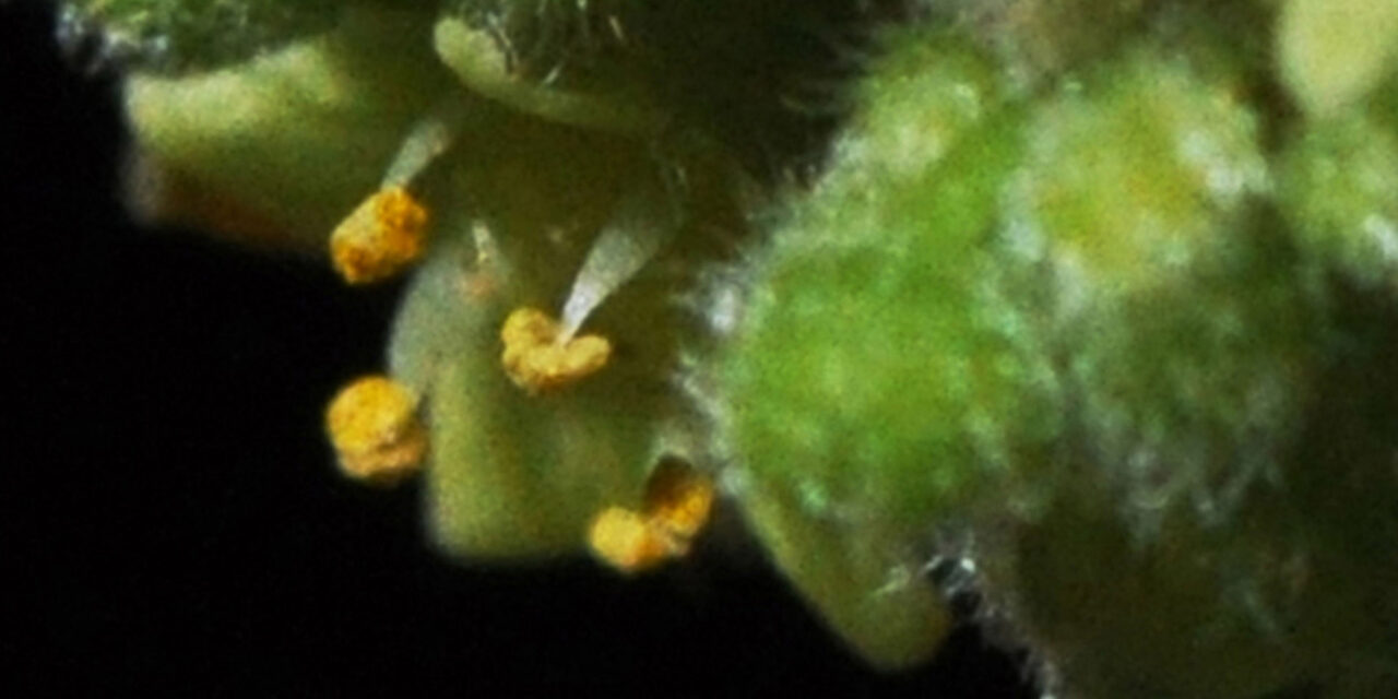 Searsia pyroides