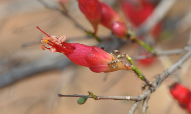 Schotia afra var. afra